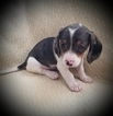 Small Photo #1 Dachshund Puppy For Sale in LEES SUMMIT, MO, USA