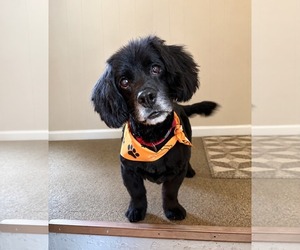 Mutt Dogs for adoption in Shelburne, VT, USA