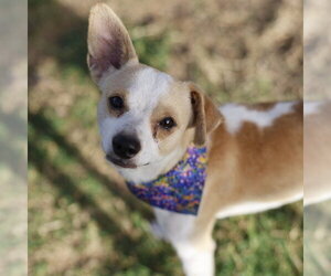 Chihuahua-Unknown Mix Dogs for adoption in San Antonio, TX, USA