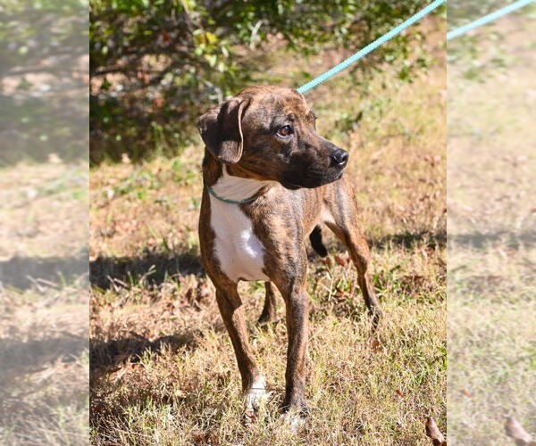 Medium Photo #3 Mutt Puppy For Sale in Glen Allen, VA, USA