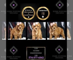Goldendoodle (Miniature) Puppy for sale in WARSAW, IN, USA