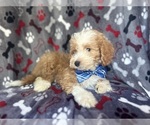 Small #7 Cavapoo