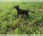 Small #1 Doberman Pinscher