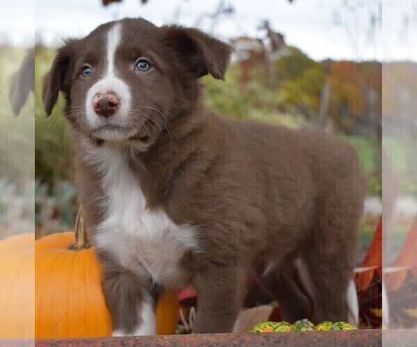 Medium Photo #4 Collie Puppy For Sale in PAXINOS, PA, USA