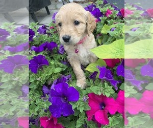 Goldendoodle Puppy for sale in BLACKFOOT, ID, USA