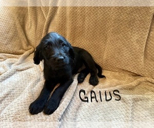 Labradoodle Puppy for sale in MELVERN, KS, USA