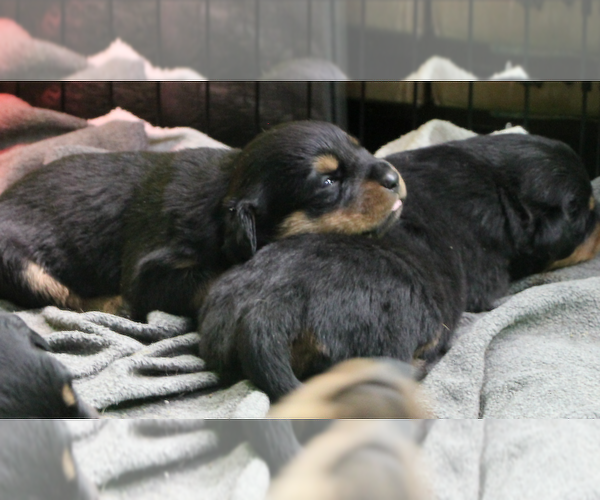 Medium Photo #5 Rottweiler Puppy For Sale in ROSEBURG, OR, USA