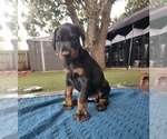 Small #5 Doberman Pinscher