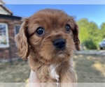 Puppy Junior Cavalier King Charles Spaniel