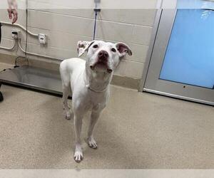 American Staffordshire Terrier-Unknown Mix Dogs for adoption in Grand Prairie, TX, USA