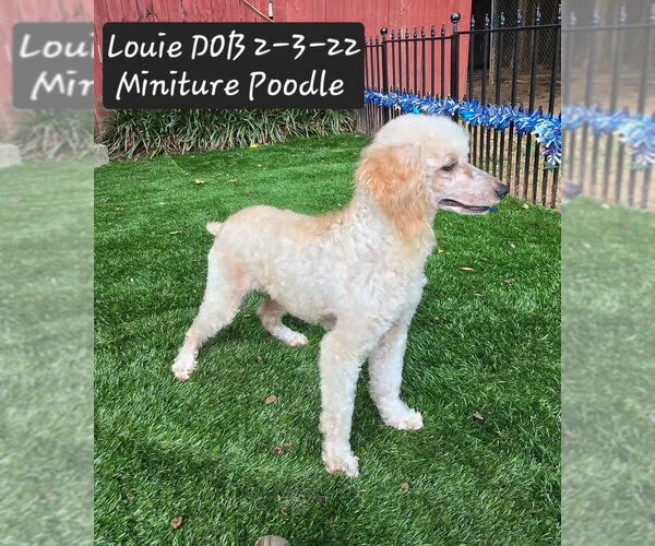 Medium Photo #1 Poodle (Miniature) Puppy For Sale in York, SC, USA