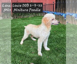 Poodle (Miniature) Dogs for adoption in York, SC, USA