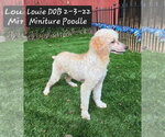 Louie - Male Poodle (Miniature) Dog for Adoption - Small photo
