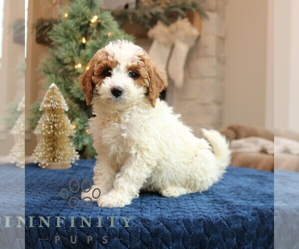Medium Photo #2 Goldendoodle (Miniature) Puppy For Sale in NARVON, PA, USA