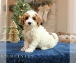Small #1 Goldendoodle (Miniature)