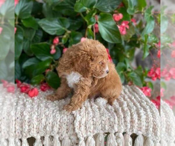 Medium Photo #2 Cavapoo Puppy For Sale in MIDDLESEX, NY, USA