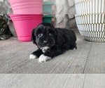 Puppy Africa Shih-Poo