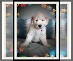 Small Photo #5 Sheepadoodle Puppy For Sale in RIALTO, CA, USA