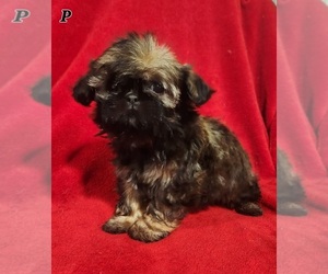 Shih Tzu Puppy for sale in RICHMOND, MO, USA