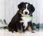 Small #4 Miniature Australian Shepherd