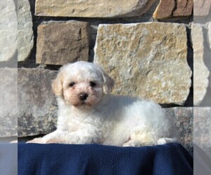 Poochon Puppy for sale in MORGANTOWN, PA, USA