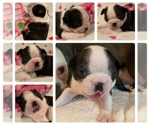 Boston Terrier Puppy for sale in DENVER, CO, USA