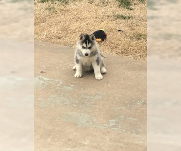 Medium Photo #2 Siberian Husky Puppy For Sale in JOPLIN, MO, USA