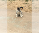 Small Photo #2 Siberian Husky Puppy For Sale in JOPLIN, MO, USA