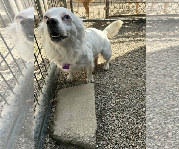 Medium Photo #3 Australian Shepherd-Pekingese Mix Puppy For Sale in Mukwonago, WI, USA