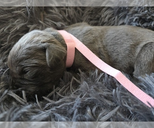 Medium Photo #30 Cane Corso Puppy For Sale in HENRY, VA, USA