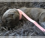 Small #4 Cane Corso