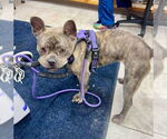 Small #2 French Bulldog