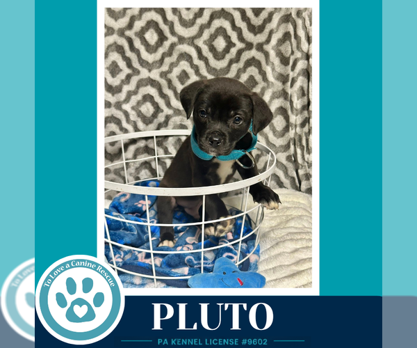 Medium Photo #3 Labrador Retriever-Unknown Mix Puppy For Sale in Kimberton, PA, USA