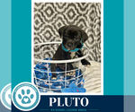 Small #2 Labrador Retriever Mix