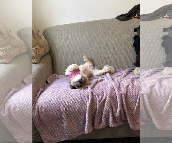 Medium Photo #4 Shih Tzu Puppy For Sale in St. Louis Park, MN, USA