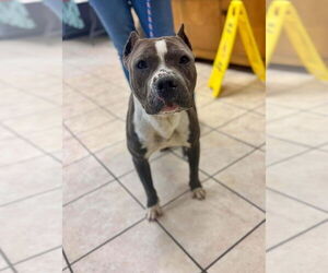 Bull Terrier Dogs for adoption in Benton, PA, USA