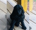 Small Photo #4 Poodle (Standard) Puppy For Sale in WHEELERSBURG, OH, USA