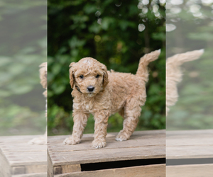 Double Doodle Puppy for sale in KALAMAZOO, MI, USA