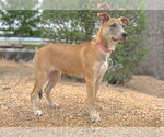 Small #11 Mutt