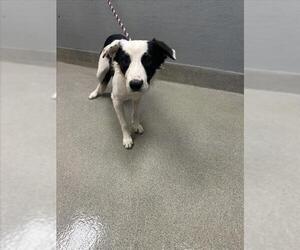 Border Collie-Unknown Mix Dogs for adoption in Las Vegas, NV, USA