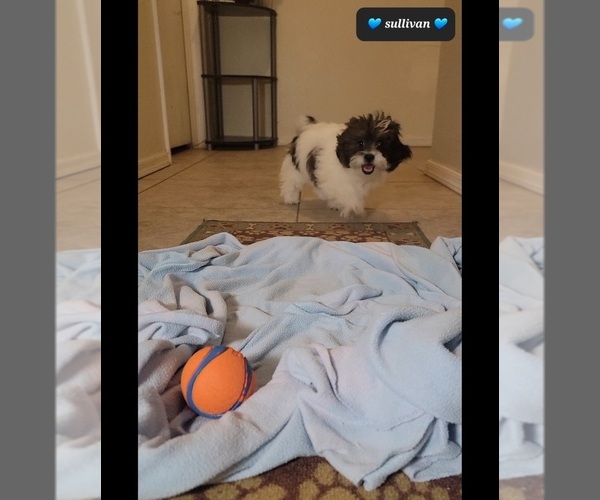 Medium Photo #3 ShihPoo Puppy For Sale in TUCSON, AZ, USA