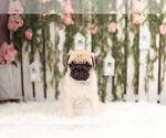 Small Photo #1 Pug Puppy For Sale in WARSAW, IN, USA