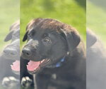 Small Labrador Retriever Mix