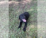 Small Photo #15 Lab-Pointer Puppy For Sale in PELZER, SC, USA