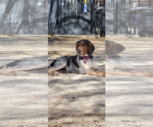 Medium Photo #3 Bluetick Coonhound-Unknown Mix Puppy For Sale in Las Vegas, NV, USA