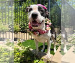 Clarabelle - Female American Pit Bull Terrier-Unknown Mix Dog for Adoption - Small photo