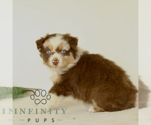 Medium Photo #3 Australian Shepherd Puppy For Sale in LANCASTER, PA, USA