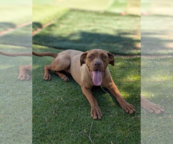 Medium Photo #3 Mastador Puppy For Sale in Marina Del Rey, CA, USA