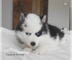 Small #2 Pomsky
