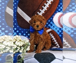 Cavapoo Puppy for sale in QUARRYVILLE, PA, USA